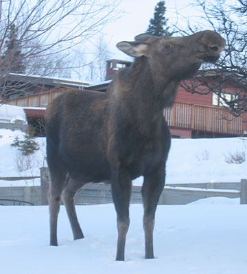 2004_moose_04a.jpg