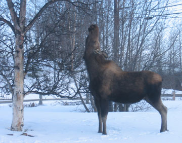 2004_moose_04b.jpg